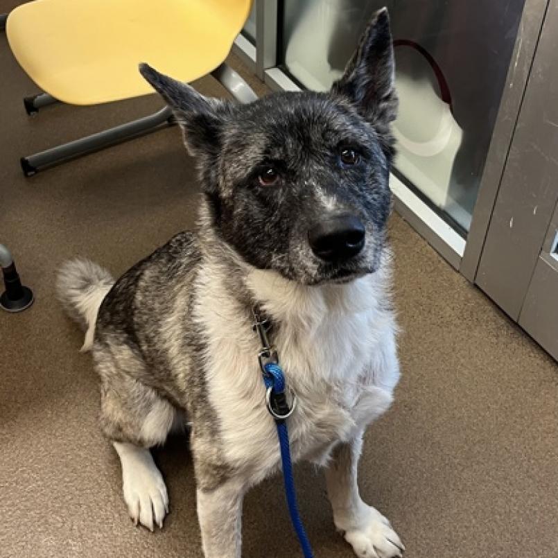 Maisy, an adoptable Akita in Wichita, KS, 67278 | Photo Image 3