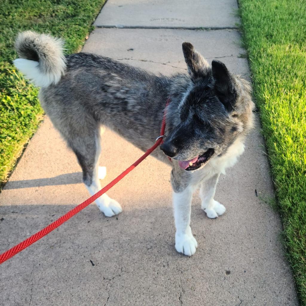 Maisy, an adoptable Akita in Wichita, KS, 67278 | Photo Image 3