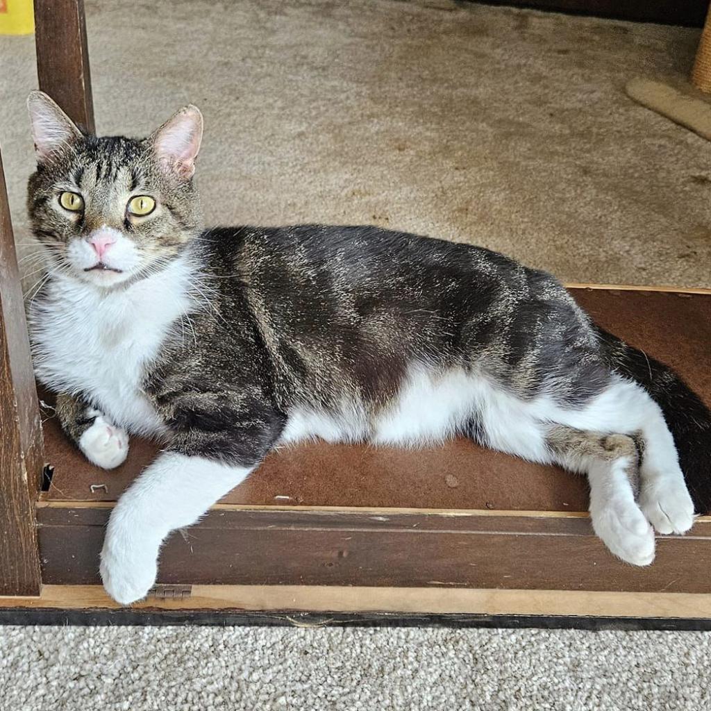 Sugar Daddy, an adoptable Domestic Short Hair in Wichita, KS, 67278 | Photo Image 1