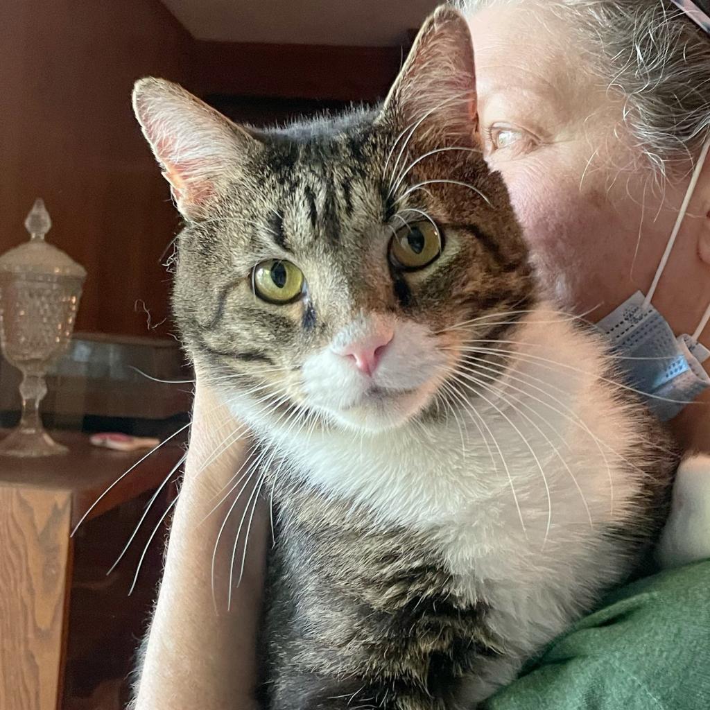 Sugar Daddy, an adoptable Domestic Short Hair in Wichita, KS, 67278 | Photo Image 2