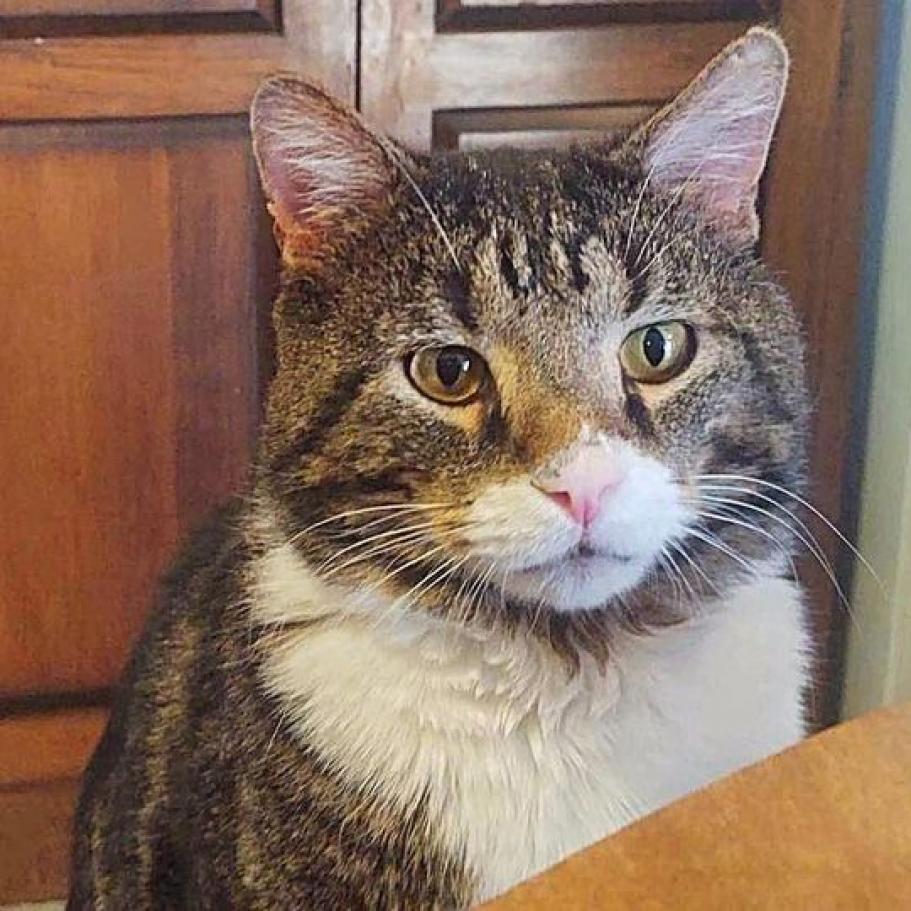 Sugar Daddy, an adoptable Domestic Short Hair in Wichita, KS, 67278 | Photo Image 3
