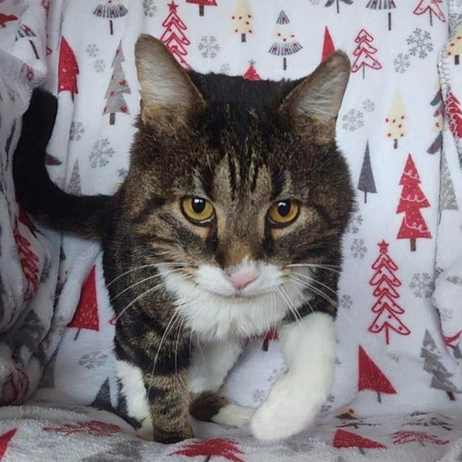 Sugar Daddy, an adoptable Domestic Short Hair in Wichita, KS, 67278 | Photo Image 4