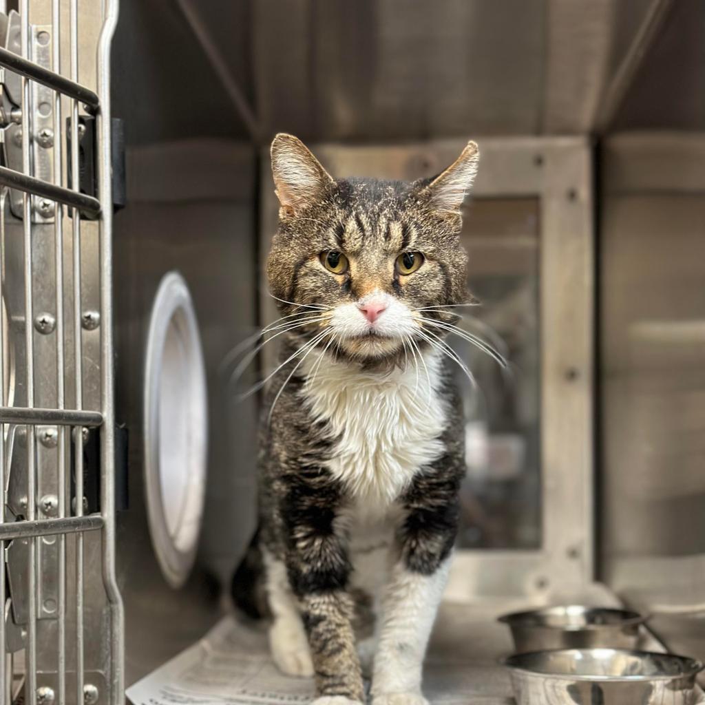 Sugar Daddy, an adoptable Domestic Short Hair in Wichita, KS, 67278 | Photo Image 5