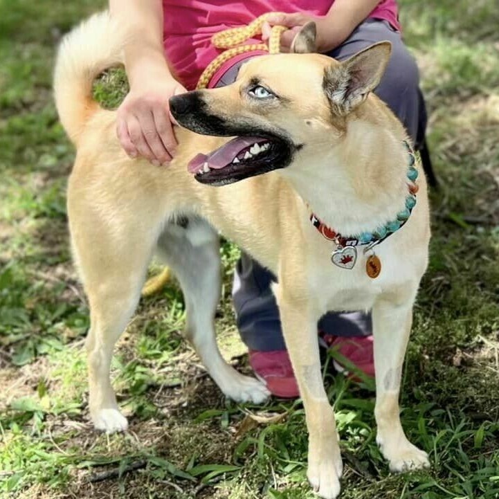 Ocean, an adoptable Husky, Pit Bull Terrier in Wichita, KS, 67278 | Photo Image 1