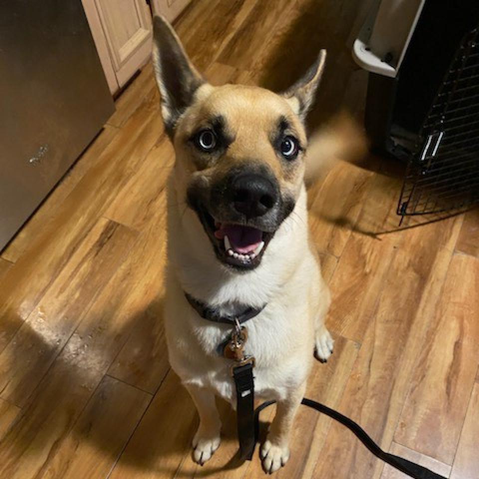 Ocean, an adoptable Husky, Pit Bull Terrier in Wichita, KS, 67278 | Photo Image 2