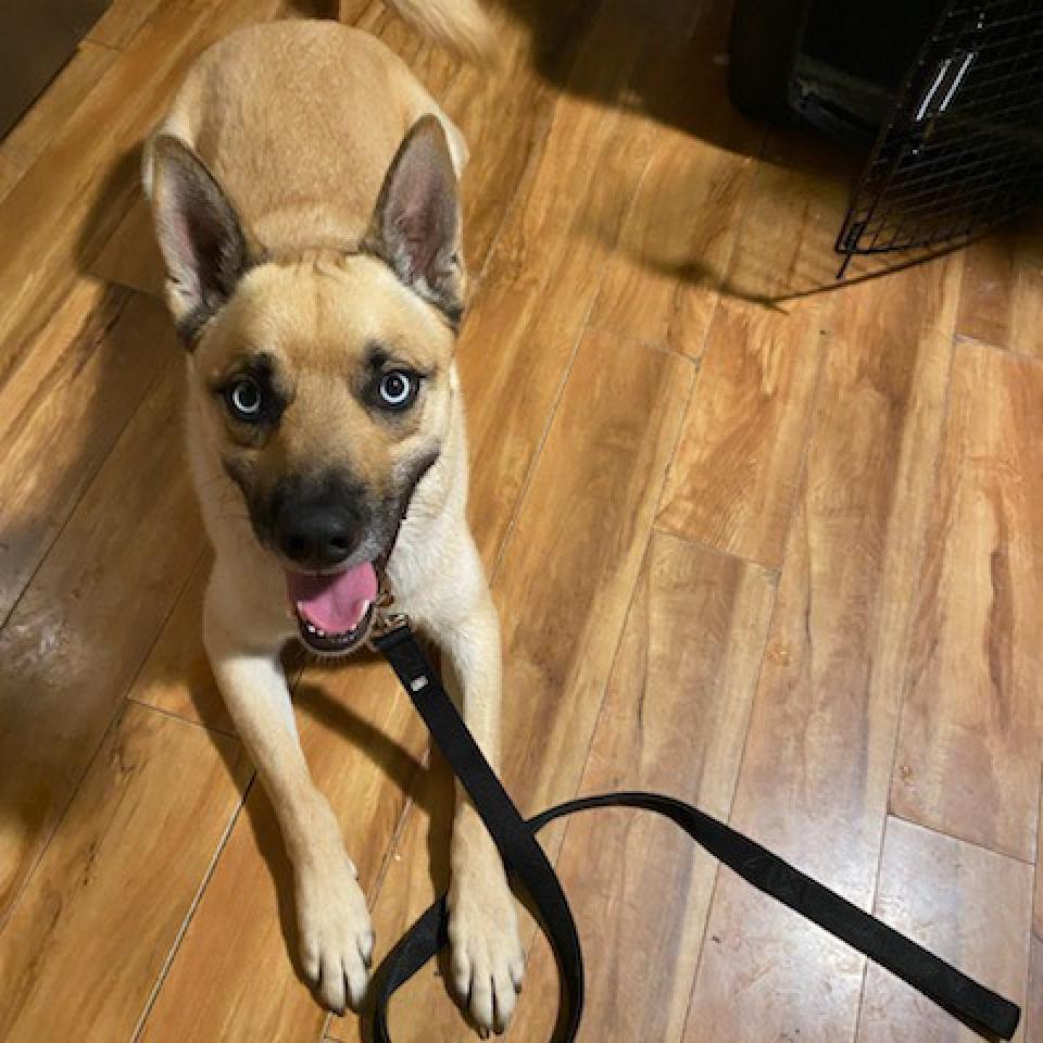 Ocean, an adoptable Husky, Pit Bull Terrier in Wichita, KS, 67278 | Photo Image 3
