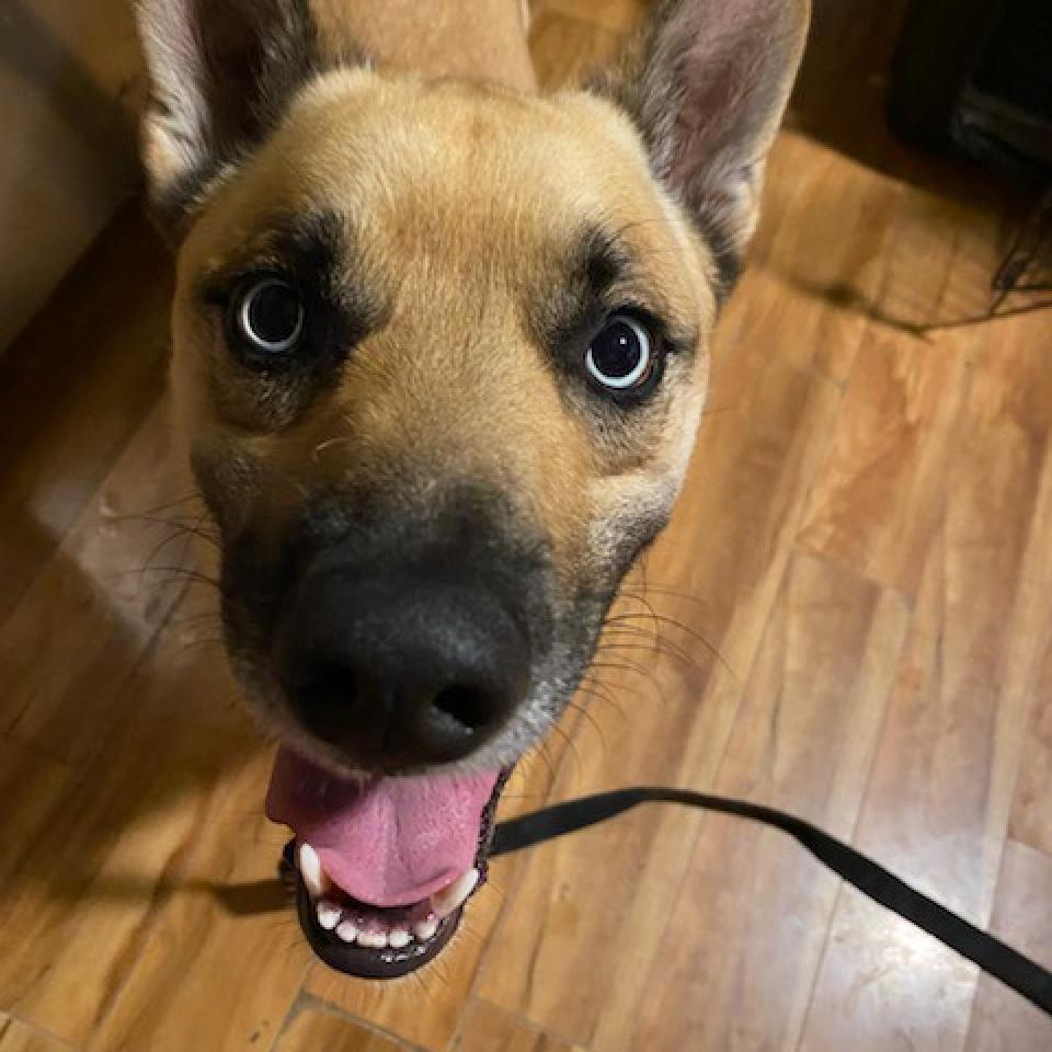 Ocean, an adoptable Husky, Pit Bull Terrier in Wichita, KS, 67278 | Photo Image 3