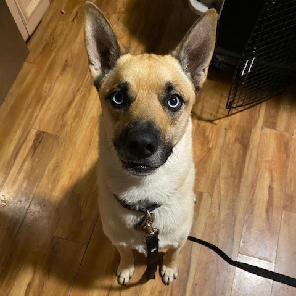 Ocean, an adoptable Husky, Pit Bull Terrier in Wichita, KS, 67278 | Photo Image 4