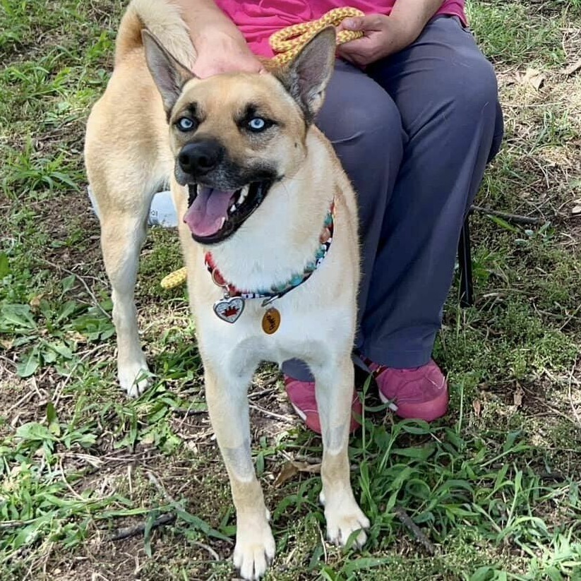 Ocean, an adoptable Husky, Pit Bull Terrier in Wichita, KS, 67278 | Photo Image 6