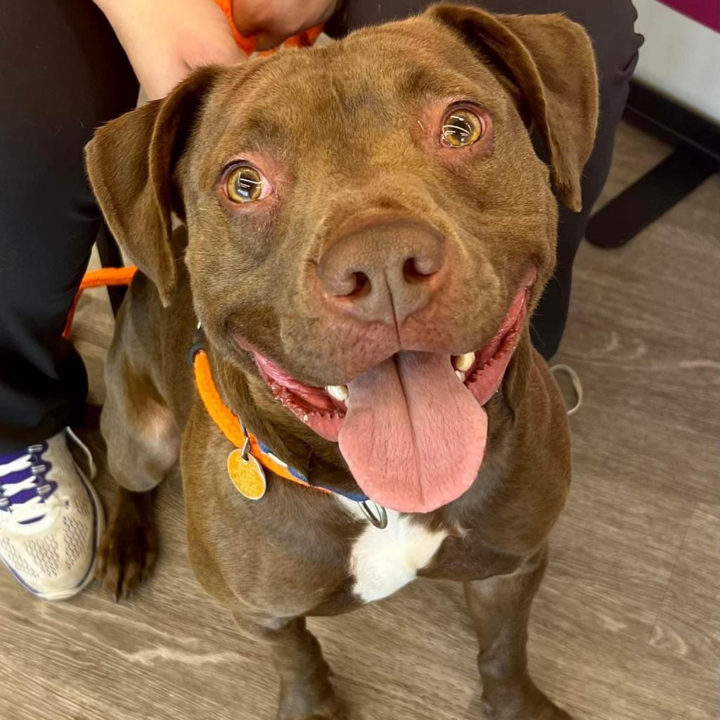 Tommy, an adoptable Pit Bull Terrier in Wichita, KS, 67278 | Photo Image 1