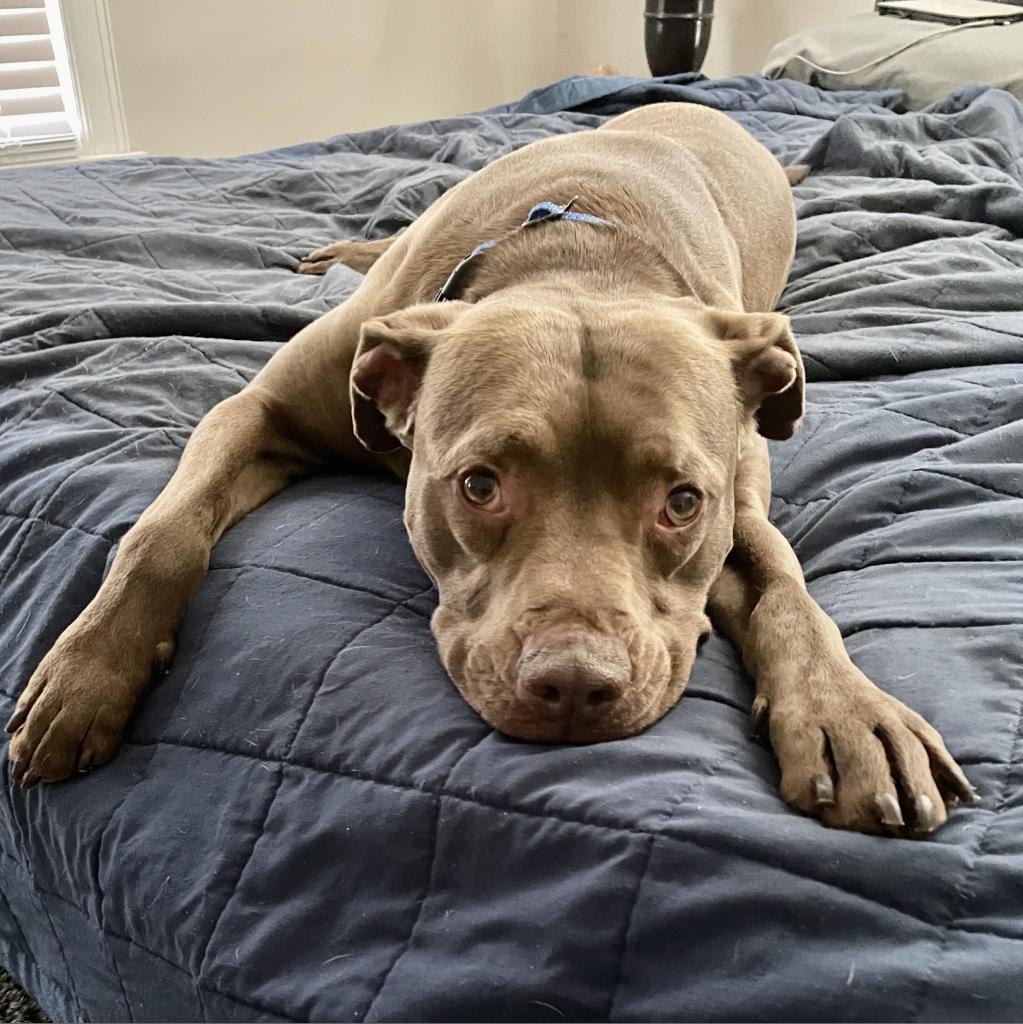 Tommy, an adoptable Pit Bull Terrier in Wichita, KS, 67278 | Photo Image 2