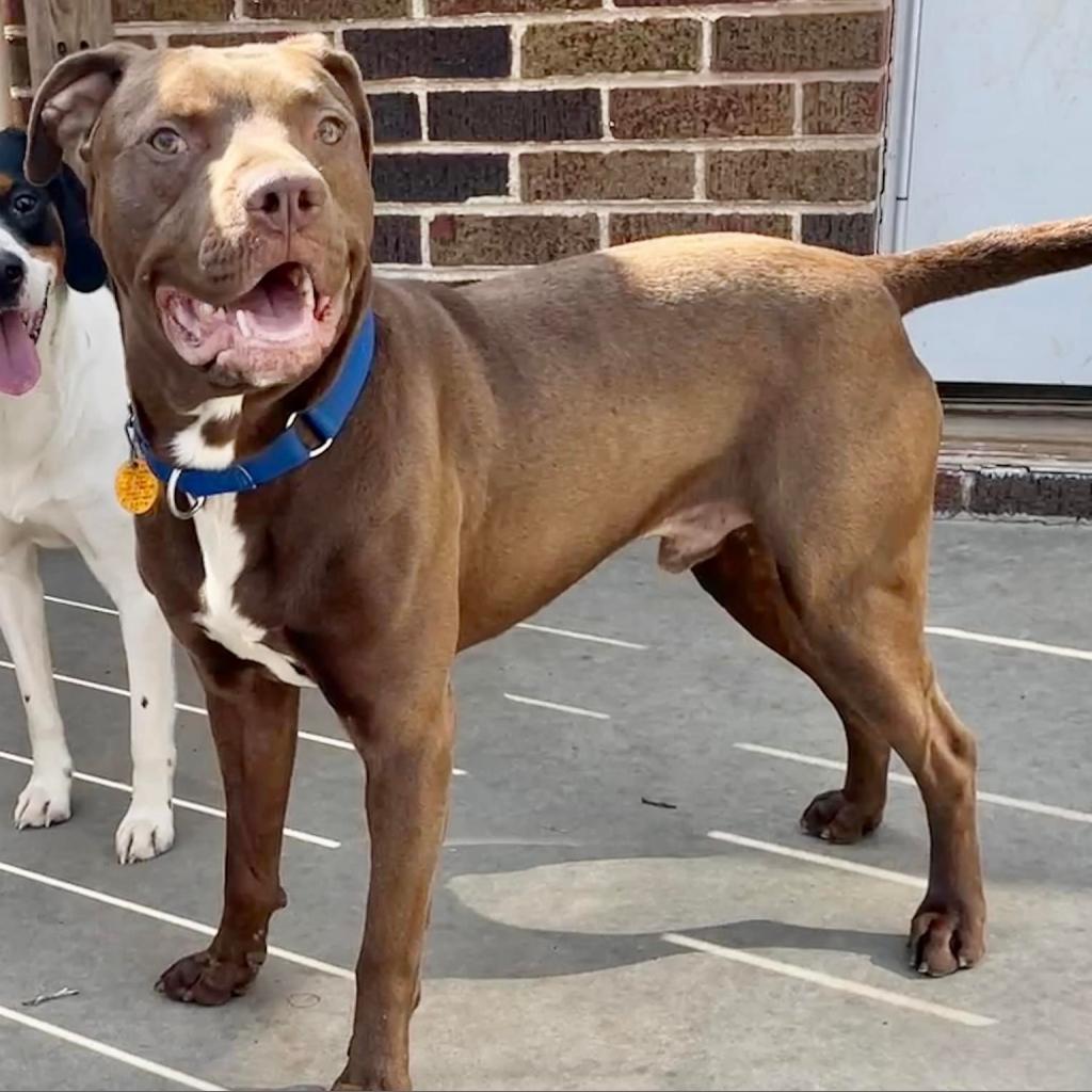 Tommy, an adoptable Pit Bull Terrier in Wichita, KS, 67278 | Photo Image 3