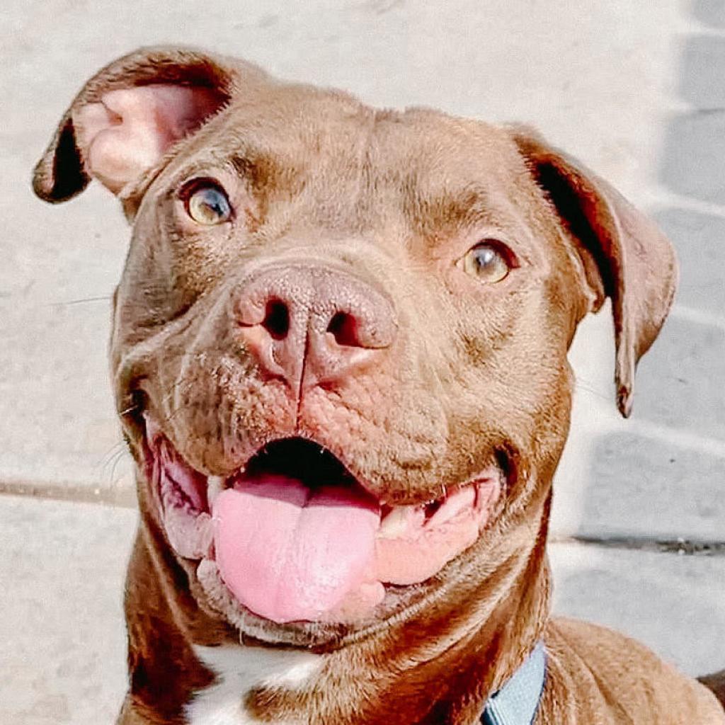 Tommy, an adoptable Pit Bull Terrier in Wichita, KS, 67278 | Photo Image 4