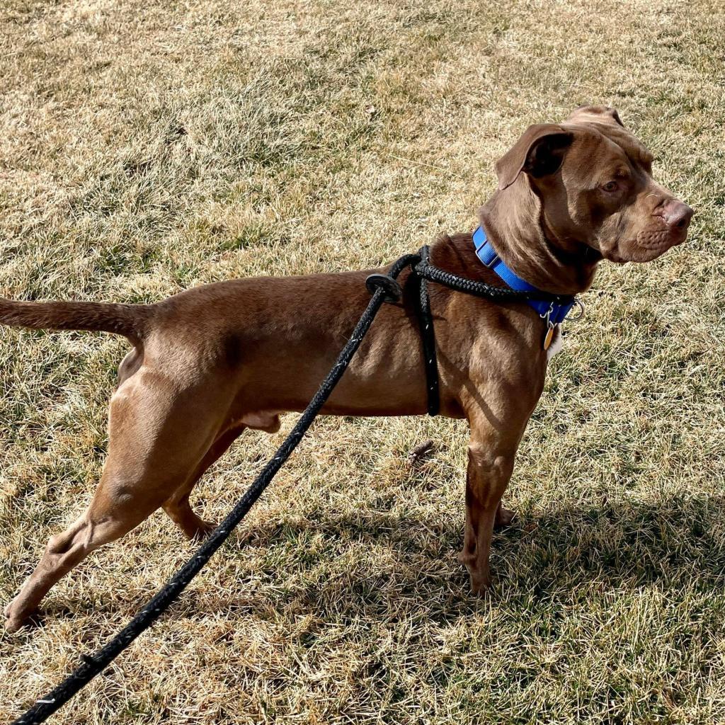 Tommy, an adoptable Pit Bull Terrier in Wichita, KS, 67278 | Photo Image 5
