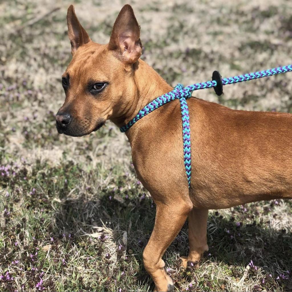 Capezio, an adoptable Pit Bull Terrier in Wichita, KS, 67278 | Photo Image 1