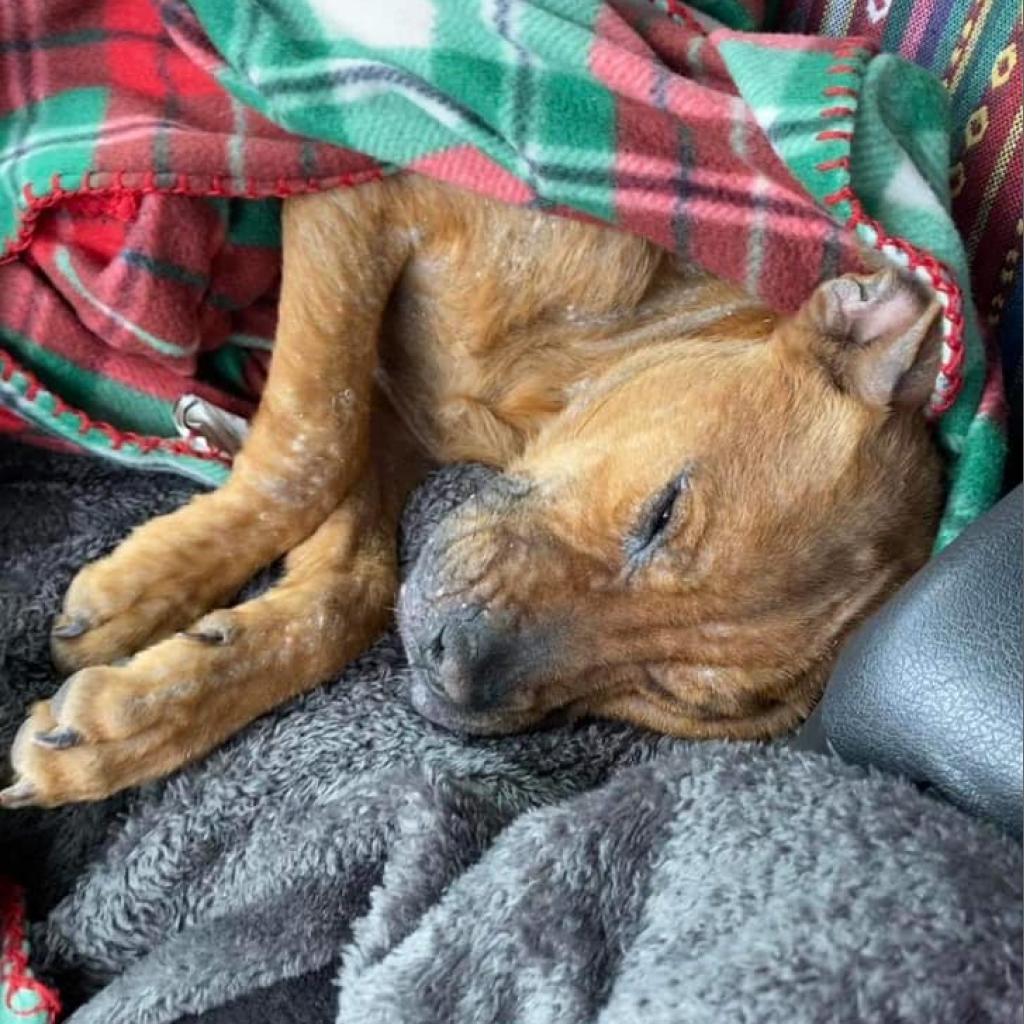 Capezio, an adoptable Pit Bull Terrier in Wichita, KS, 67278 | Photo Image 2
