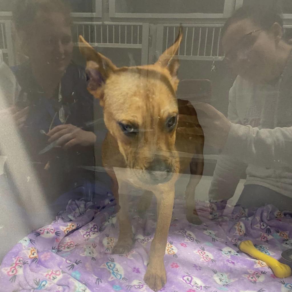 Capezio, an adoptable Pit Bull Terrier in Wichita, KS, 67278 | Photo Image 3