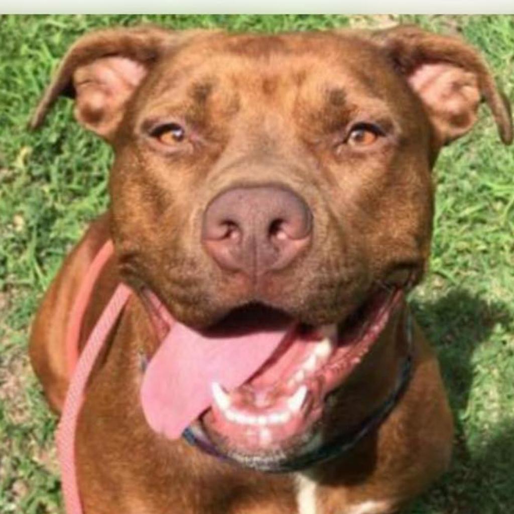 Esme, an adoptable Pit Bull Terrier in Wichita, KS, 67278 | Photo Image 1