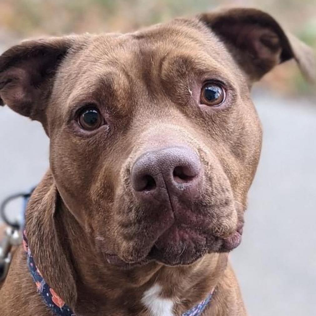 Esme, an adoptable Pit Bull Terrier in Wichita, KS, 67278 | Photo Image 2