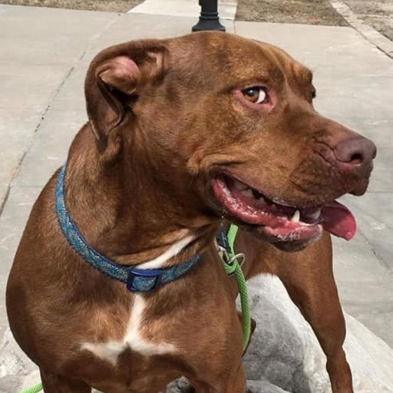 Esme, an adoptable Pit Bull Terrier in Wichita, KS, 67278 | Photo Image 3