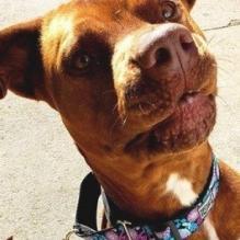 Esme, an adoptable Pit Bull Terrier in Wichita, KS, 67278 | Photo Image 4
