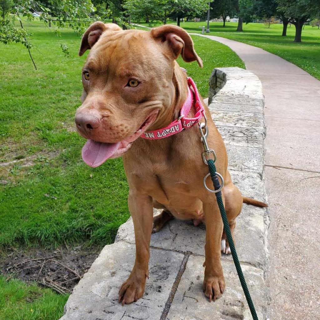 Dixie, an adoptable Pit Bull Terrier in Wichita, KS, 67278 | Photo Image 1