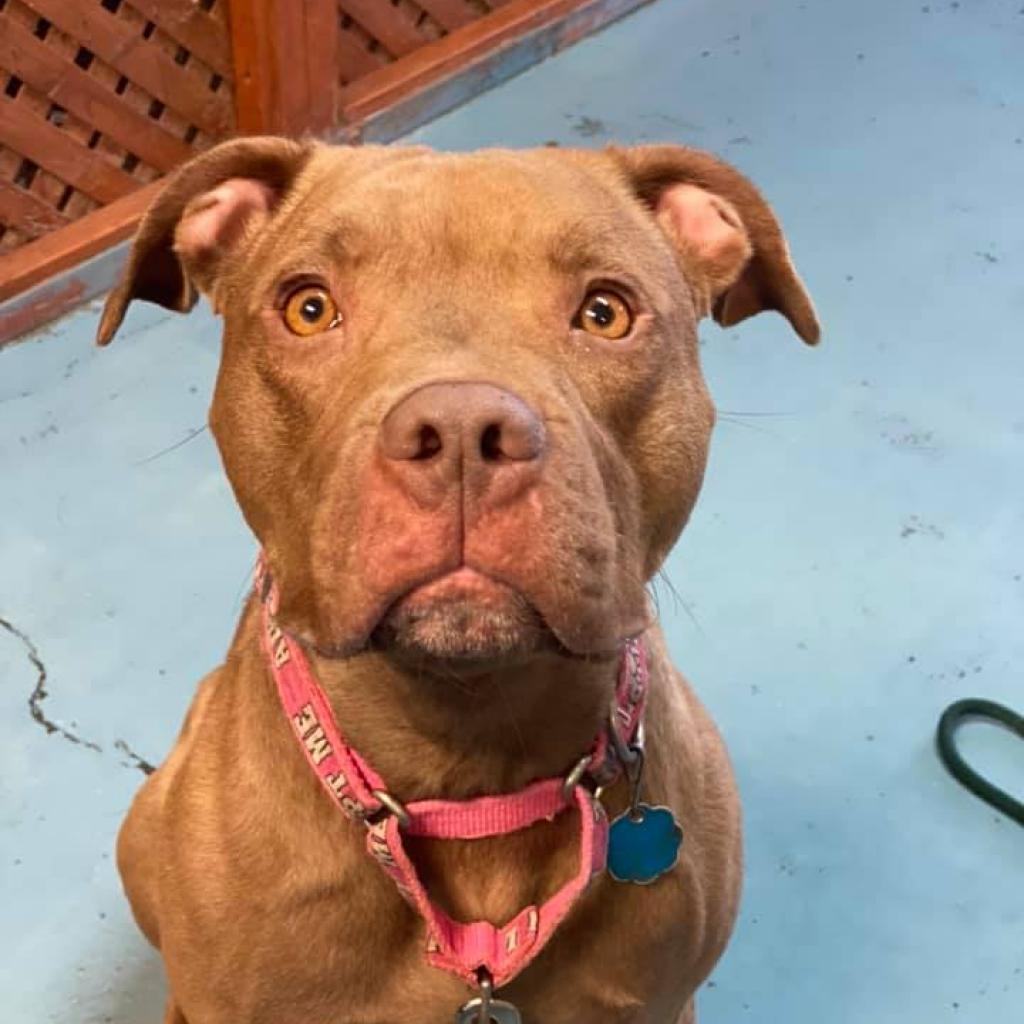 Dixie, an adoptable Pit Bull Terrier in Wichita, KS, 67278 | Photo Image 2