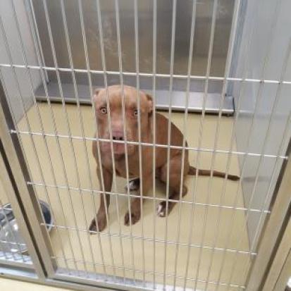 Dixie, an adoptable Pit Bull Terrier in Wichita, KS, 67278 | Photo Image 3