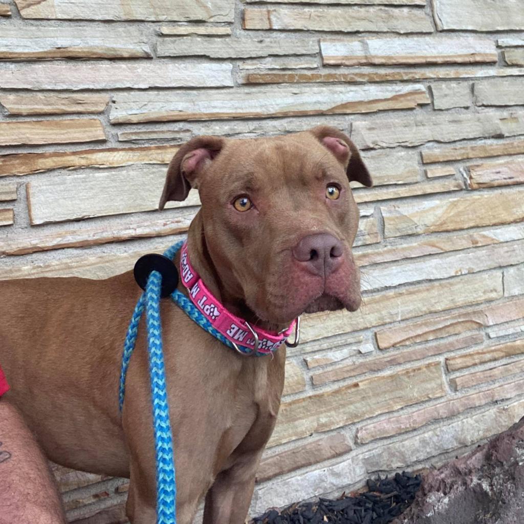 Dixie, an adoptable Pit Bull Terrier in Wichita, KS, 67278 | Photo Image 4