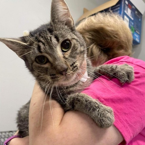 Pogo Stick, an adoptable Domestic Short Hair in Wichita, KS, 67278 | Photo Image 2