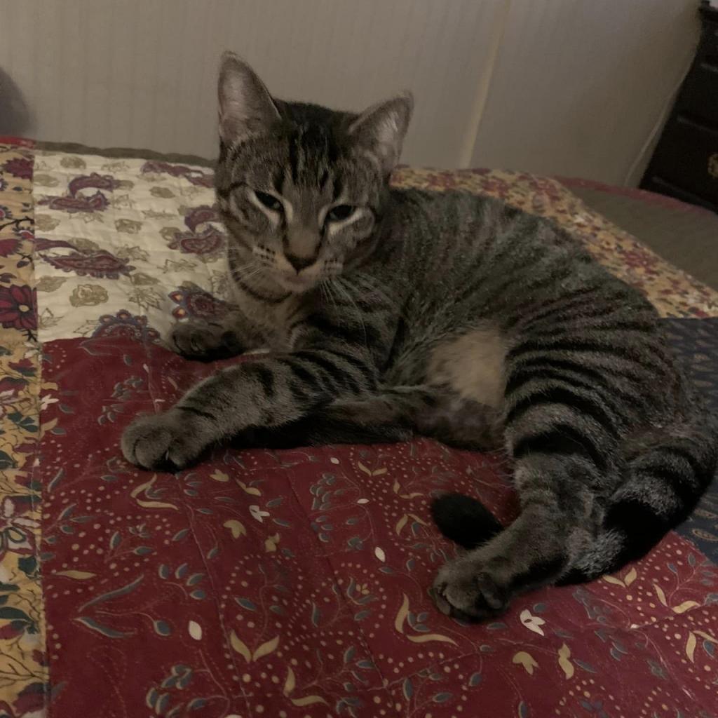 Pogo Stick, an adoptable Domestic Short Hair in Wichita, KS, 67278 | Photo Image 2