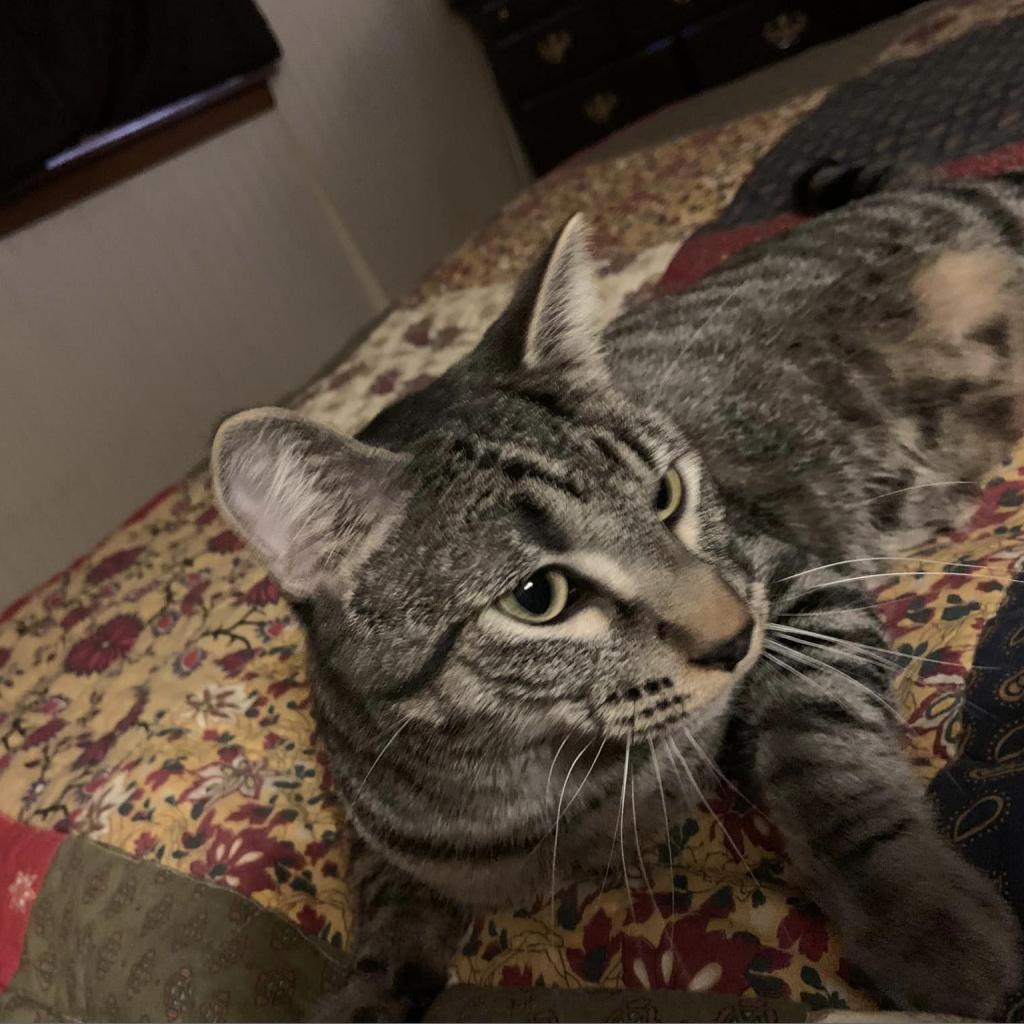 Pogo Stick, an adoptable Domestic Short Hair in Wichita, KS, 67278 | Photo Image 3