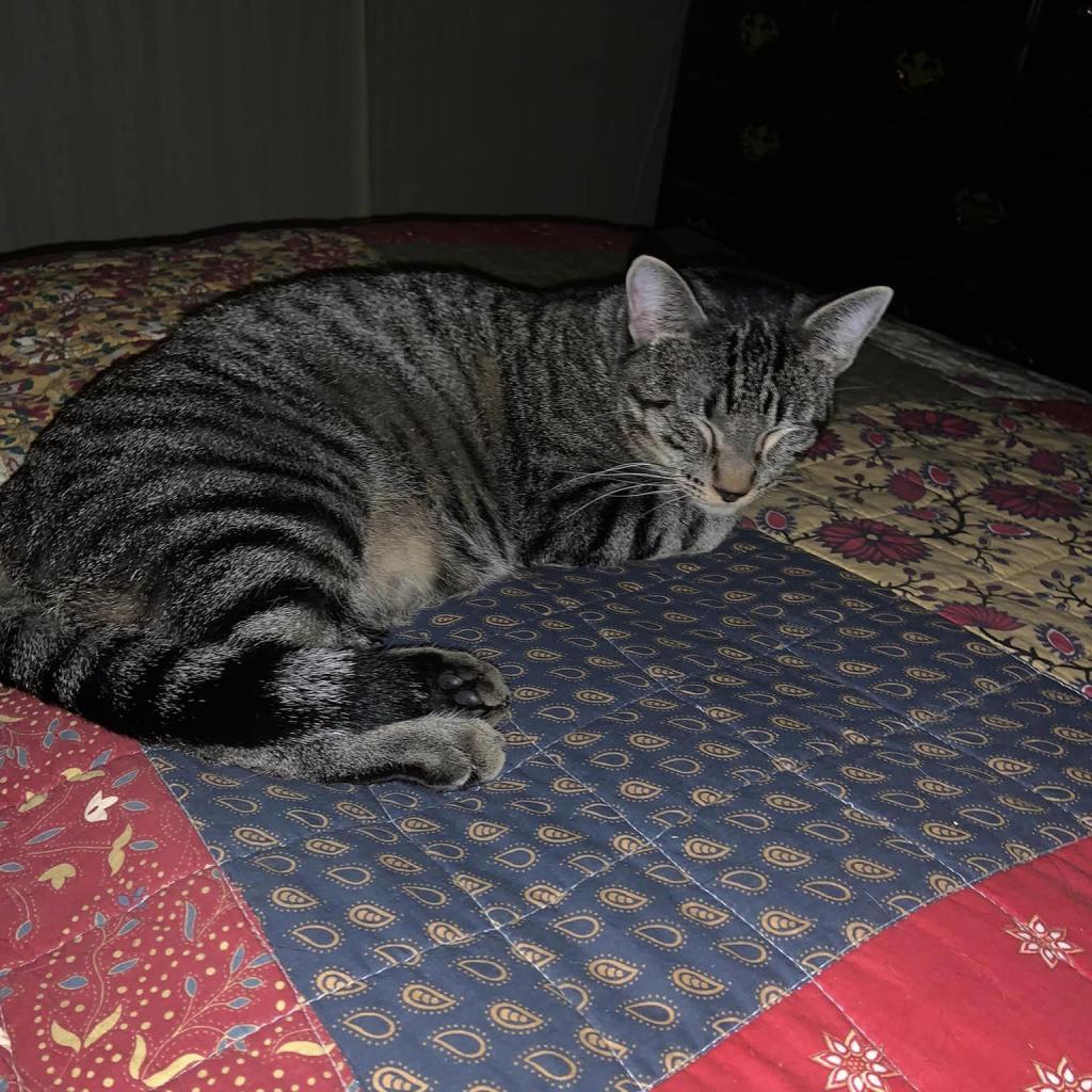 Pogo Stick, an adoptable Domestic Short Hair in Wichita, KS, 67278 | Photo Image 4