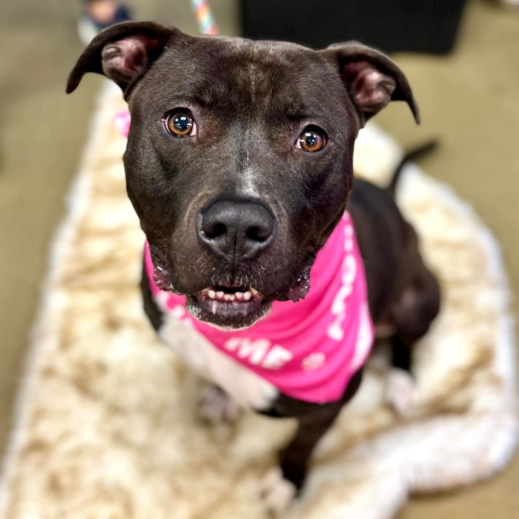 Fernando, an adoptable Pit Bull Terrier in Wichita, KS, 67278 | Photo Image 1