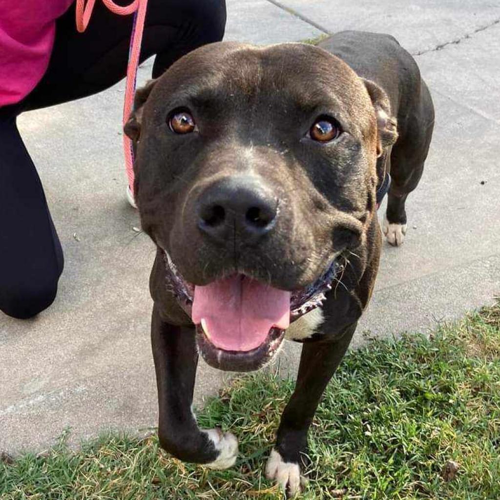 Fernando, an adoptable Pit Bull Terrier in Wichita, KS, 67278 | Photo Image 2