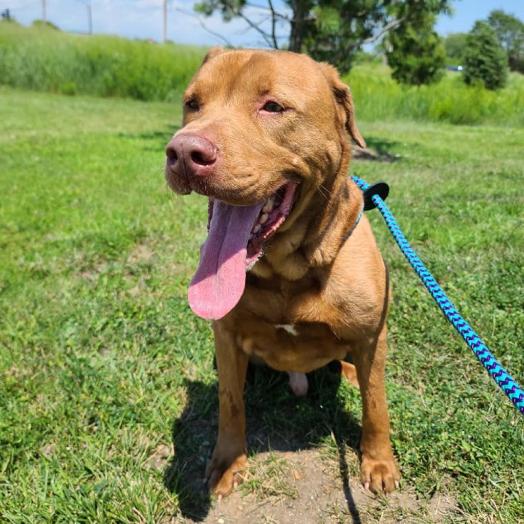 Jupiter, an adoptable Chow Chow, Pit Bull Terrier in Wichita, KS, 67278 | Photo Image 1