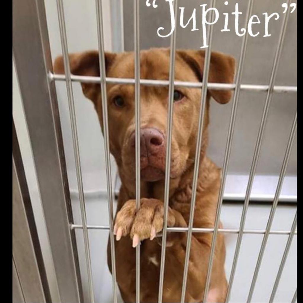 Jupiter