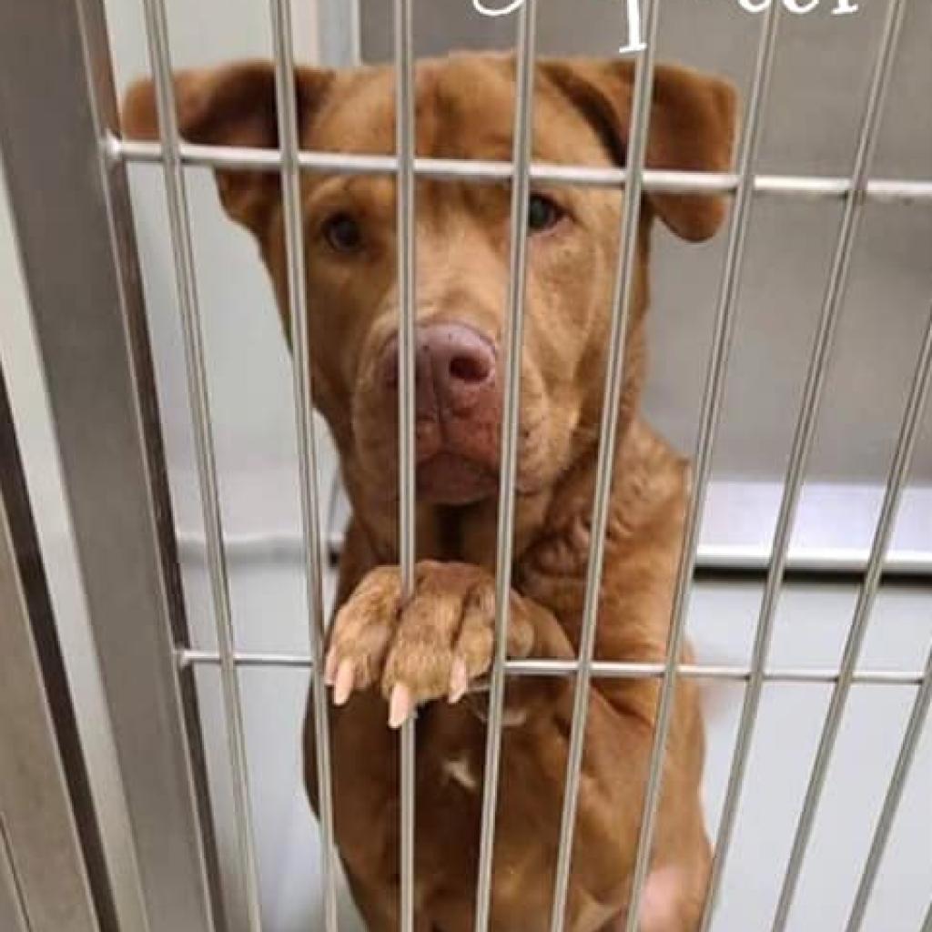 Jupiter, an adoptable Chow Chow, Pit Bull Terrier in Wichita, KS, 67278 | Photo Image 3