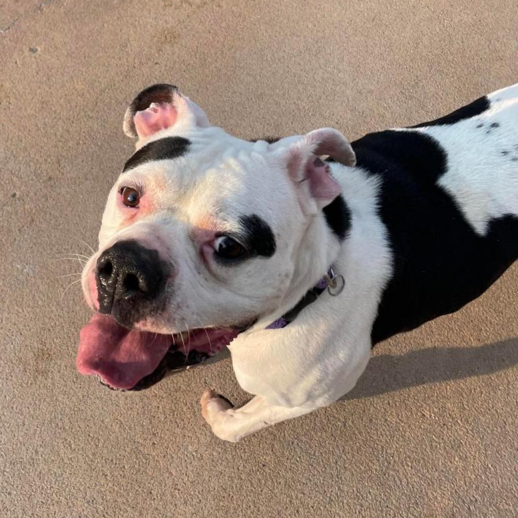 Sugar Moo, an adoptable American Bulldog in Wichita, KS, 67278 | Photo Image 1
