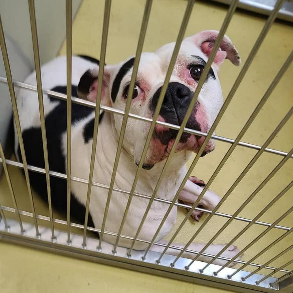 Sugar Moo, an adoptable American Bulldog in Wichita, KS, 67278 | Photo Image 2