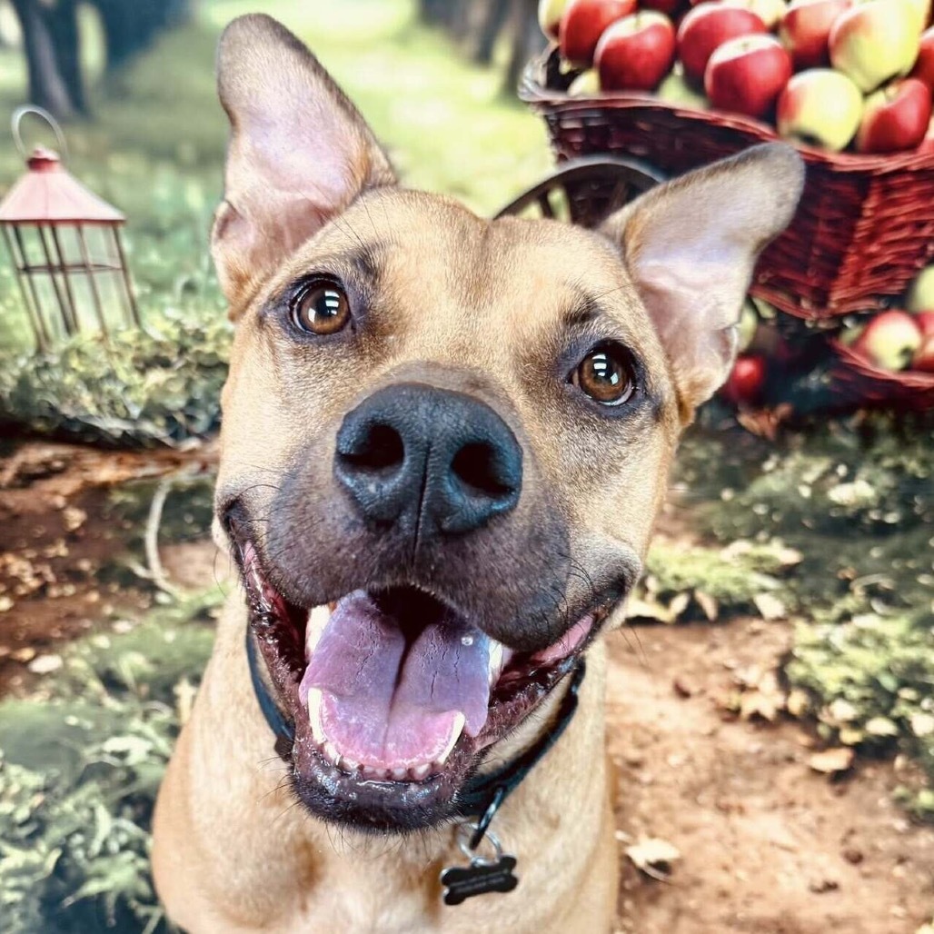 Mash, an adoptable Shepherd, Pit Bull Terrier in Wichita, KS, 67278 | Photo Image 1