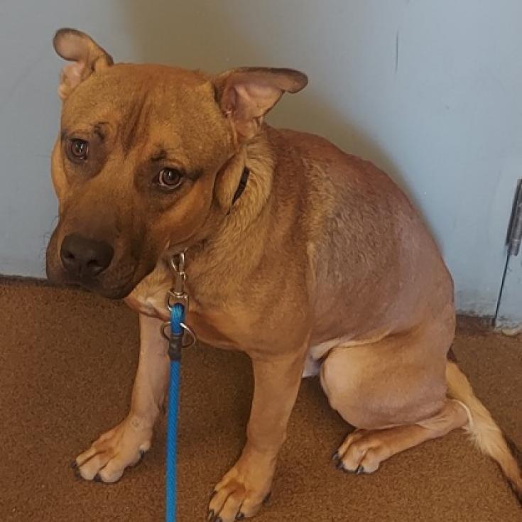 Mash, an adoptable Shepherd, Pit Bull Terrier in Wichita, KS, 67278 | Photo Image 2