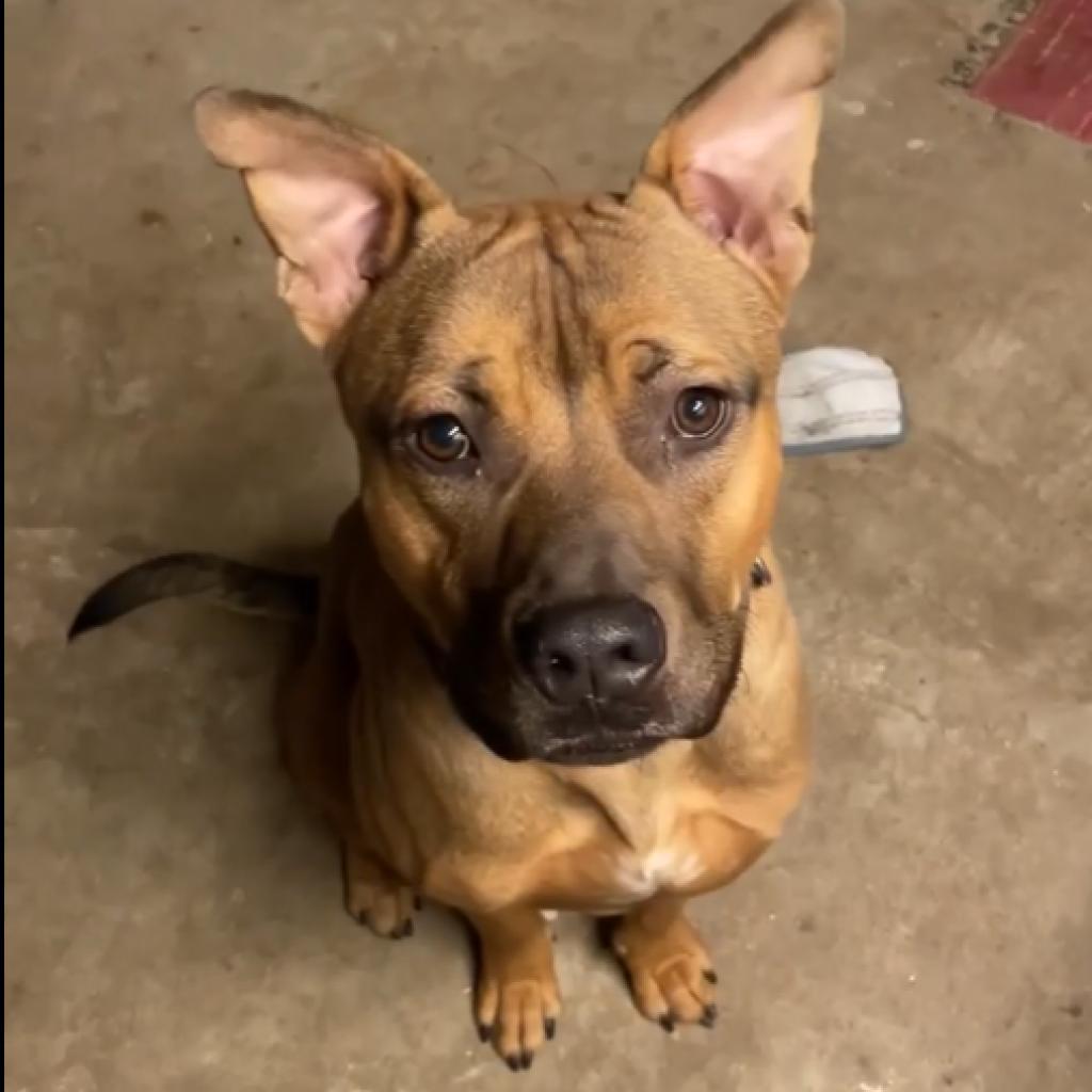 Mash, an adoptable Shepherd, Pit Bull Terrier in Wichita, KS, 67278 | Photo Image 2