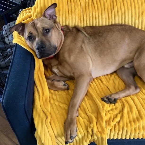 Mash, an adoptable Shepherd, Pit Bull Terrier in Wichita, KS, 67278 | Photo Image 3
