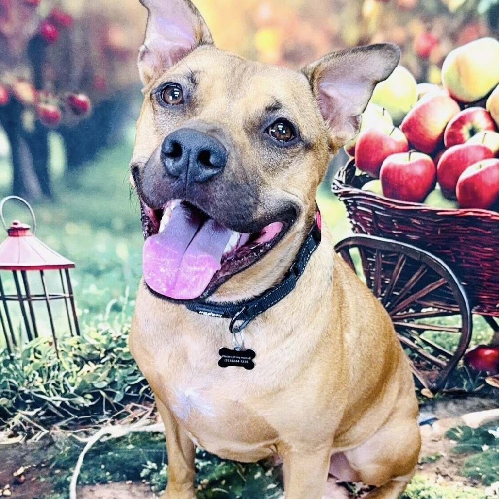 Mash, an adoptable Shepherd, Pit Bull Terrier in Wichita, KS, 67278 | Photo Image 4