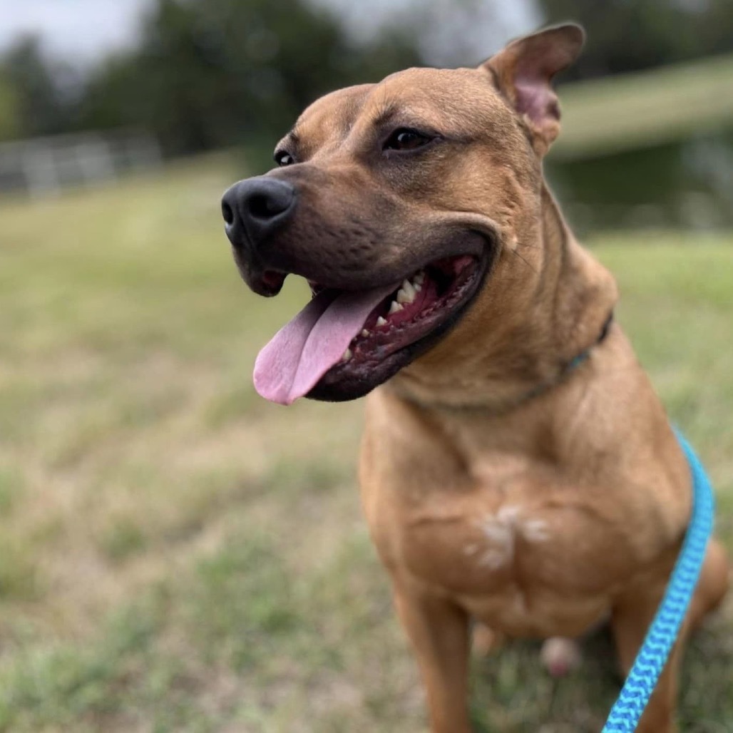Mash, an adoptable Shepherd, Pit Bull Terrier in Wichita, KS, 67278 | Photo Image 5