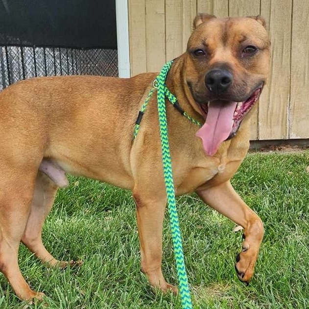 Mash, an adoptable Shepherd, Pit Bull Terrier in Wichita, KS, 67278 | Photo Image 6