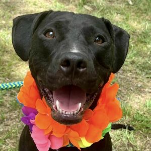 Hercules, Adult Male Pit Bull Terrier