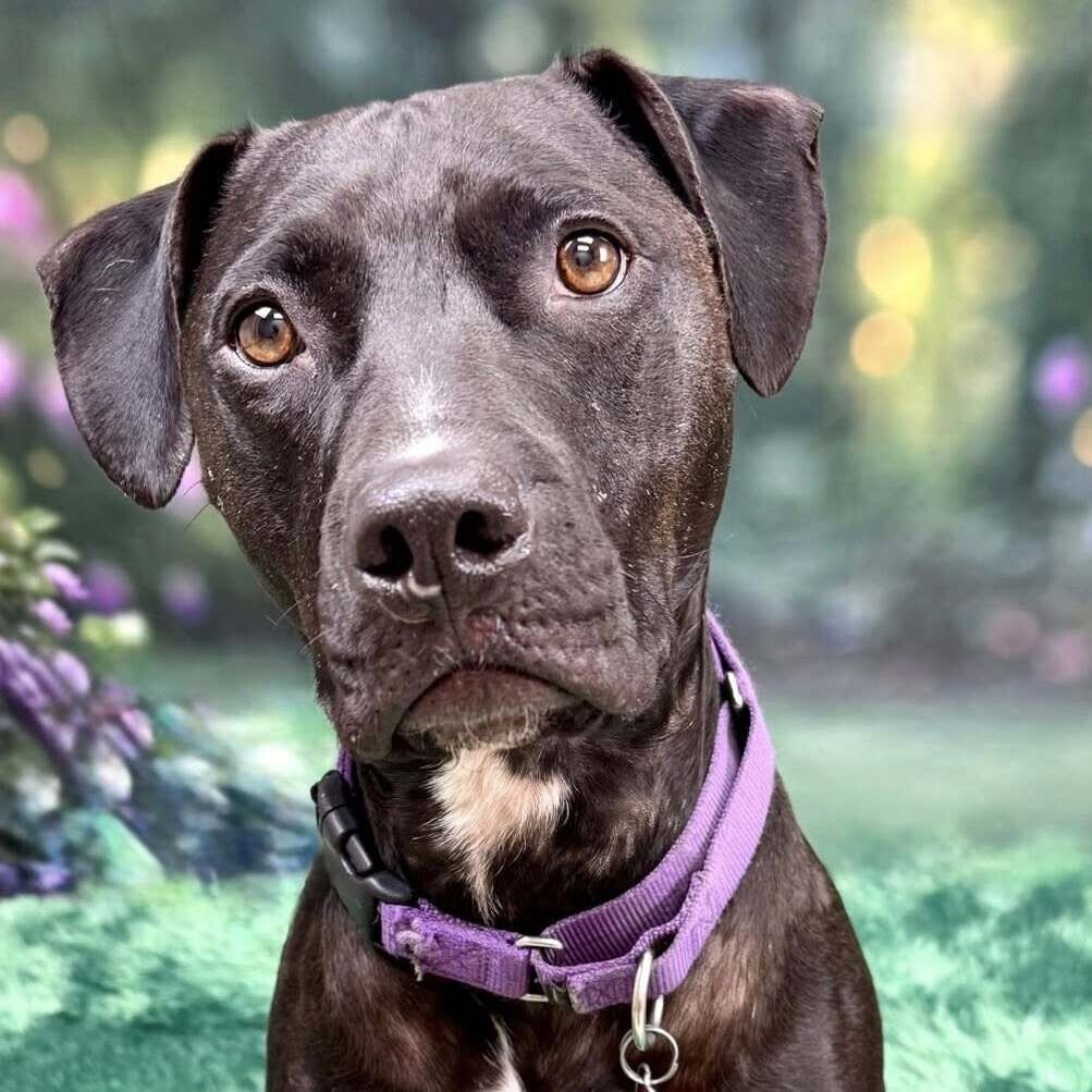 Hercules, an adoptable Pit Bull Terrier in Wichita, KS, 67278 | Photo Image 1