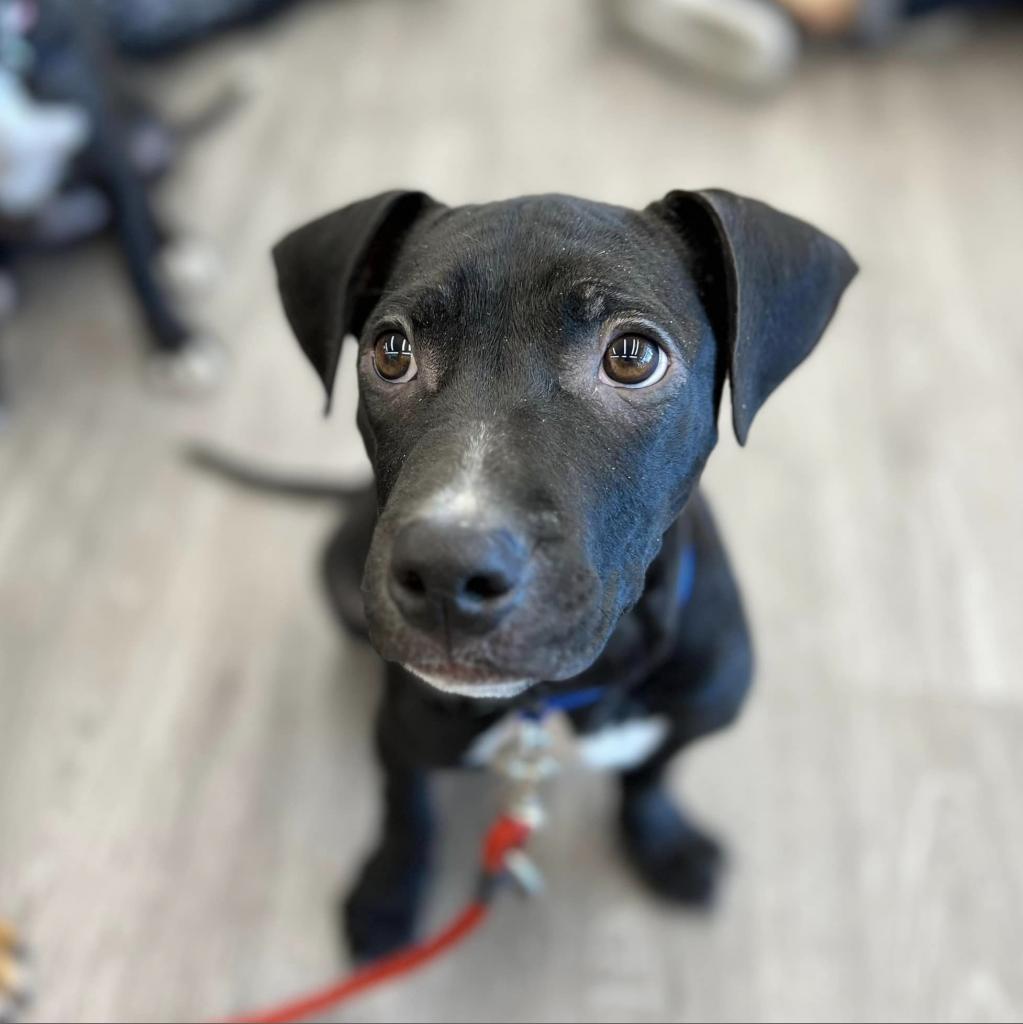 Hercules, an adoptable Pit Bull Terrier in Wichita, KS, 67278 | Photo Image 2